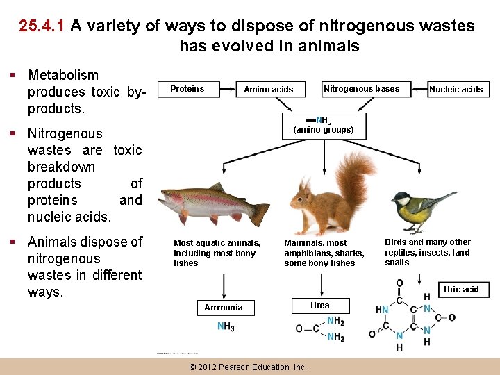 25. 4. 1 A variety of ways to dispose of nitrogenous wastes has evolved