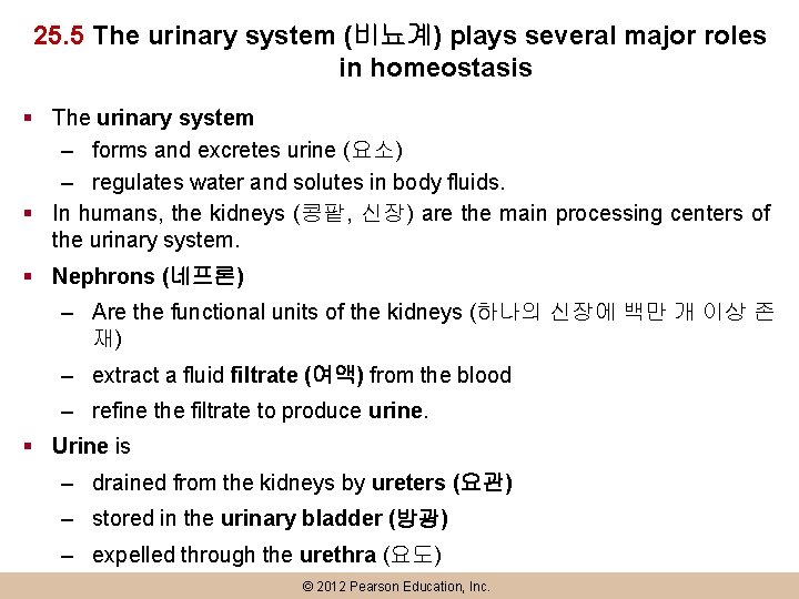 25. 5 The urinary system (비뇨계) plays several major roles in homeostasis § The