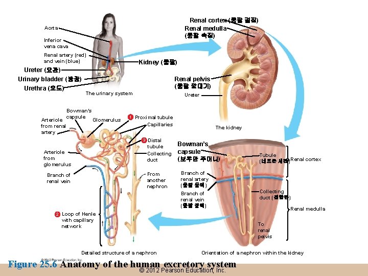 Renal cortex (콩팥 겉질) Renal medulla (콩팥 속질) Aorta Inferior vena cava Renal artery