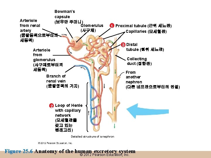 Bowman’s capsule Arteriole (보우만 주머니) Glomerulus from renal (사구체) artery (콩팥동맥으로부터의 세동맥) 1 Proximal