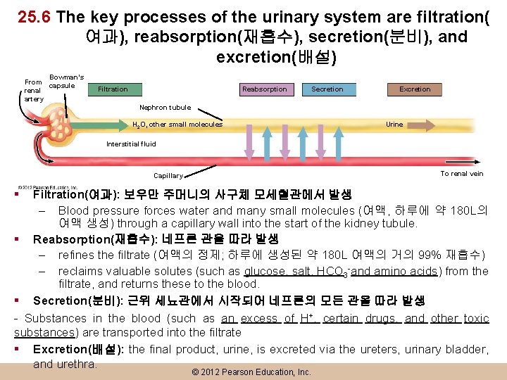 25. 6 The key processes of the urinary system are filtration( 여과), reabsorption(재흡수), secretion(분비),