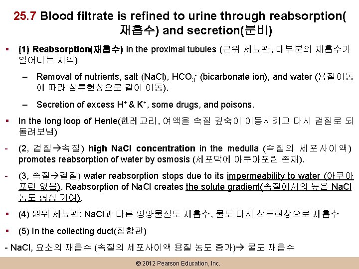 25. 7 Blood filtrate is refined to urine through reabsorption( 재흡수) and secretion(분비) §