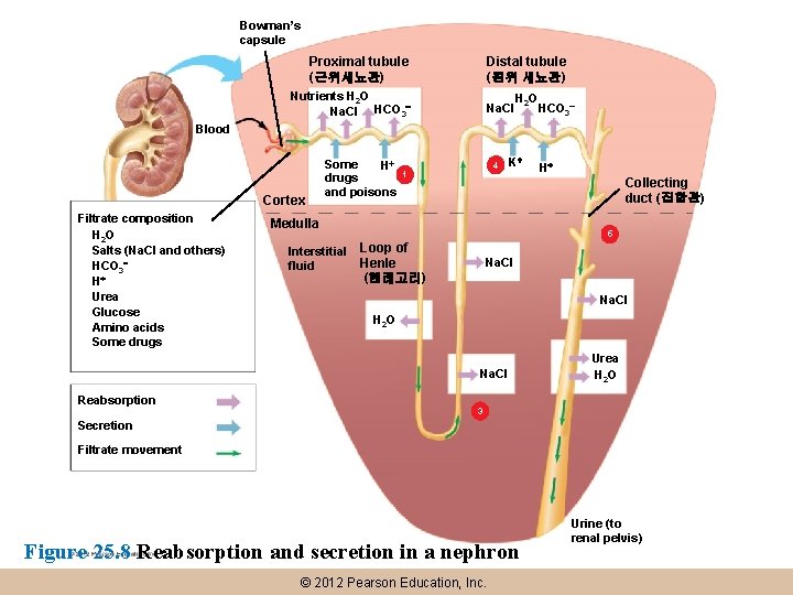 Bowman’s capsule Proximal tubule (근위세뇨관) Distal tubule (원위 세뇨관) Nutrients H 2 O Na.