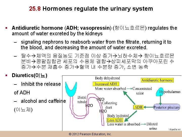 25. 8 Hormones regulate the urinary system § Antidiuretic hormone (ADH; vasopressin) (항이뇨호르몬) regulates
