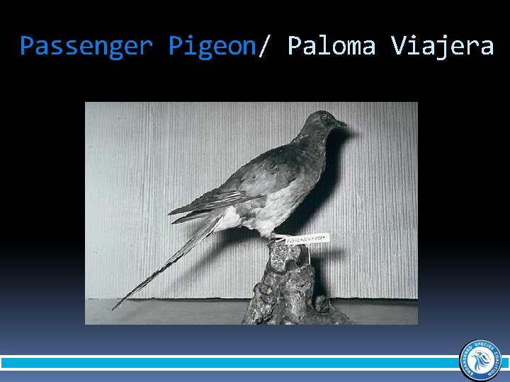Passenger Pigeon/ Paloma Viajera 