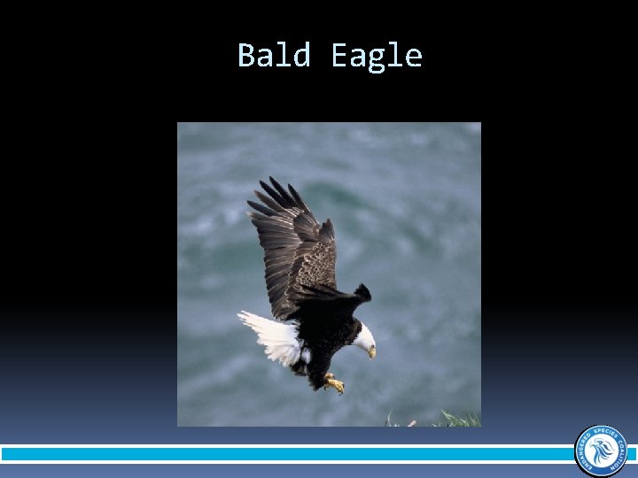 Bald Eagle 