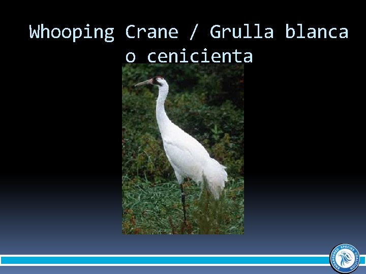 Whooping Crane / Grulla blanca o cenicienta 