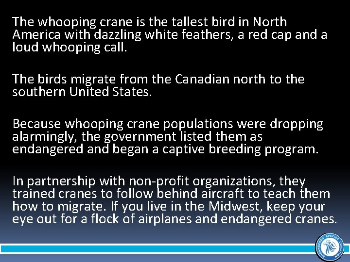 The whooping crane is the tallest bird in North America with dazzling white feathers,