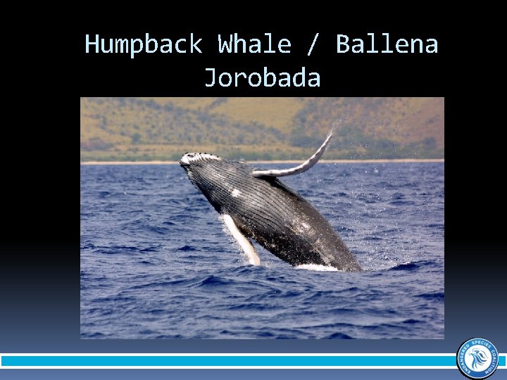 Humpback Whale / Ballena Jorobada 