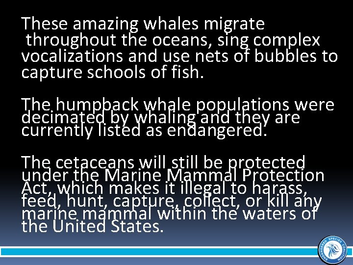 These amazing whales migrate throughout the oceans, sing complex vocalizations and use nets of