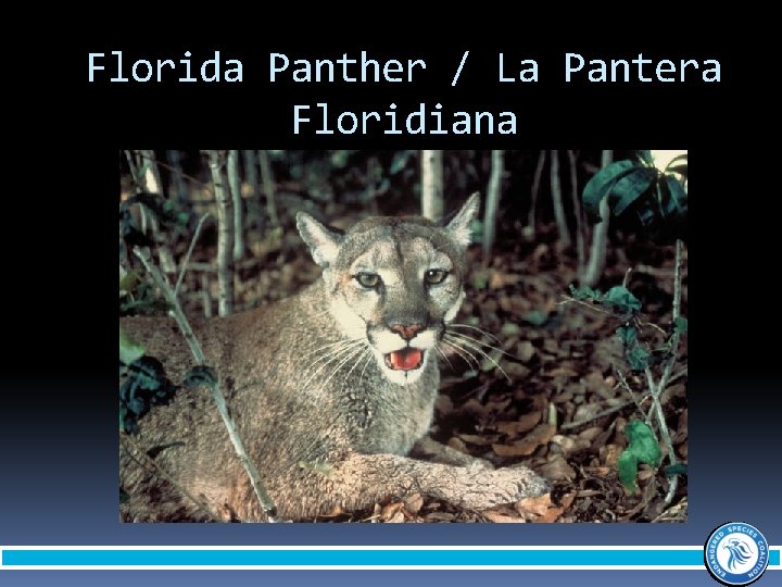 Florida Panther / La Pantera Floridiana 