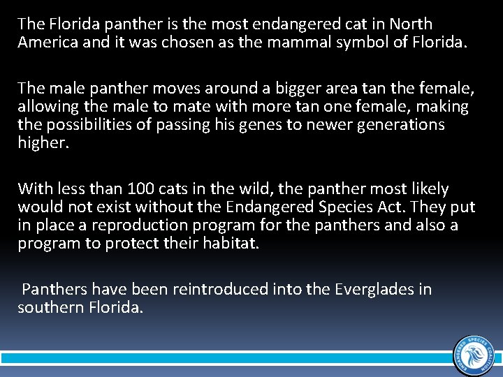 The Florida panther is the most endangered cat in North America and it was