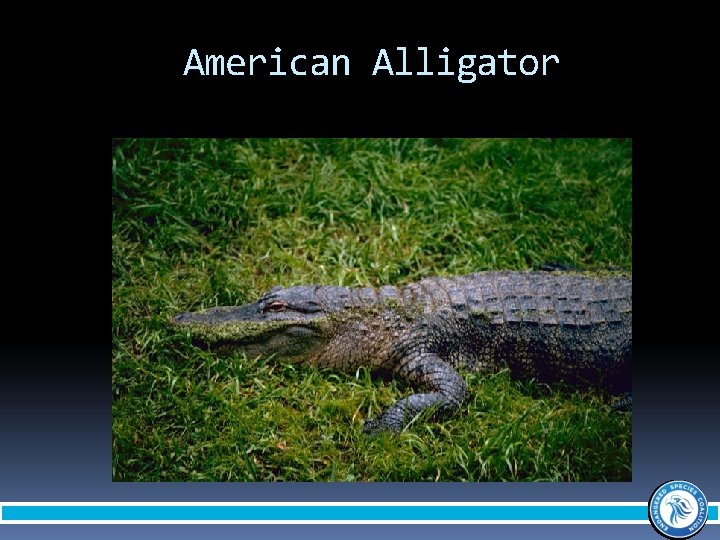 American Alligator 