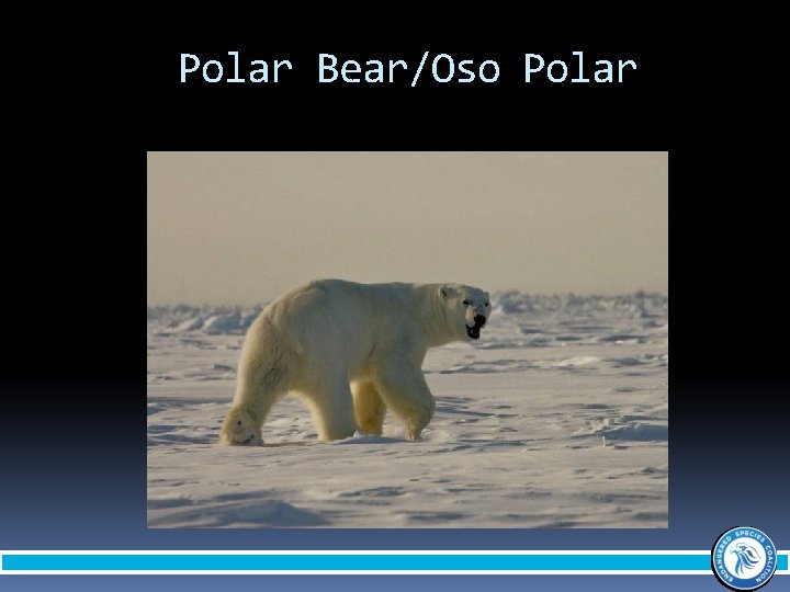 Polar Bear/Oso Polar 