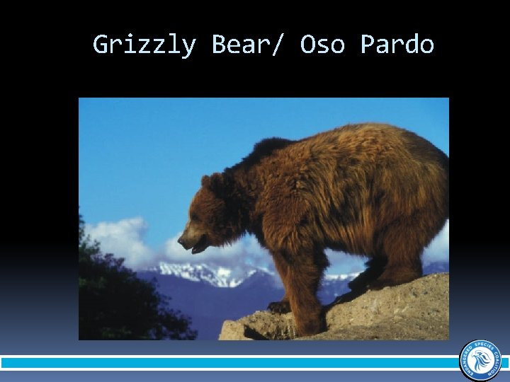 Grizzly Bear/ Oso Pardo 