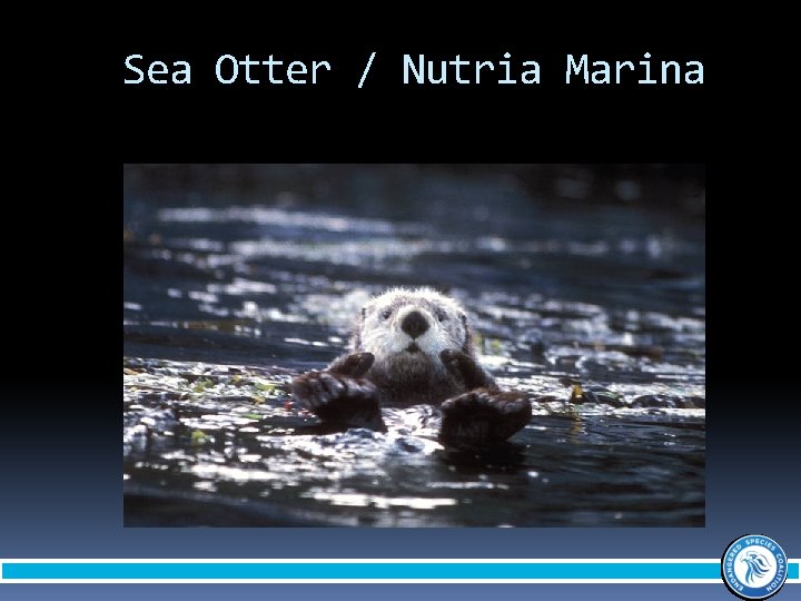 Sea Otter / Nutria Marina 