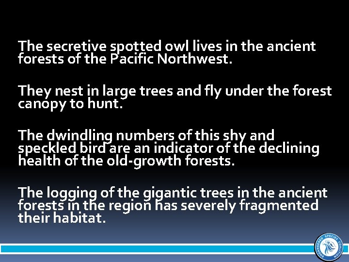 The secretive spotted owl lives in the ancient forests of the Pacific Northwest. They