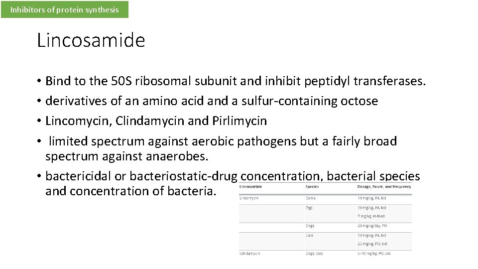 Inhibitors of protein synthesis Lincosamide • Bind to the 50 S ribosomal subunit and