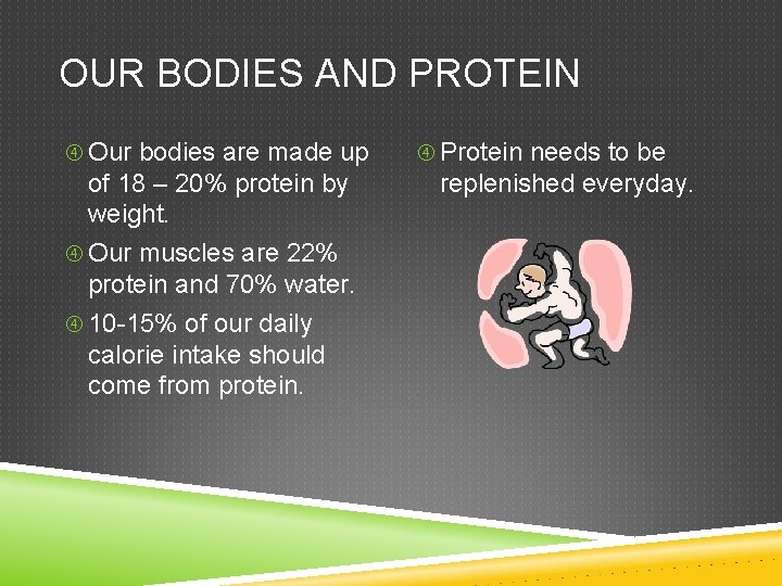 OUR BODIES AND PROTEIN Our bodies are made up of 18 – 20% protein