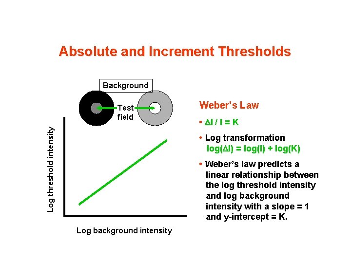 Absolute and Increment Thresholds Background Log threshold intensity Test field Weber’s Law • I