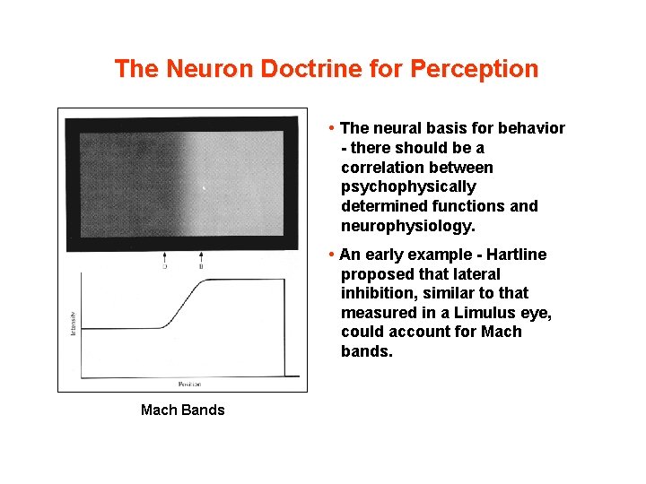 The Neuron Doctrine for Perception • The neural basis for behavior - there should
