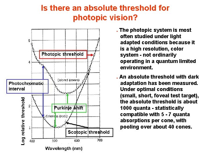 Is there an absolute threshold for photopic vision? 1. The photopic system is most