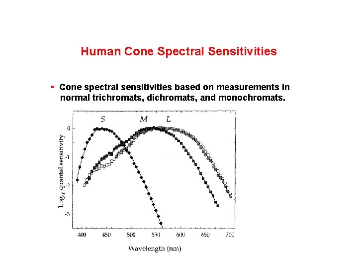 Human Cone Spectral Sensitivities • Cone spectral sensitivities based on measurements in normal trichromats,