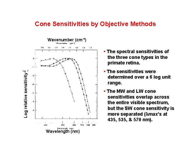 Cone Sensitivities by Objective Methods Wavenumber (cm-1) • The spectral sensitivities of the three