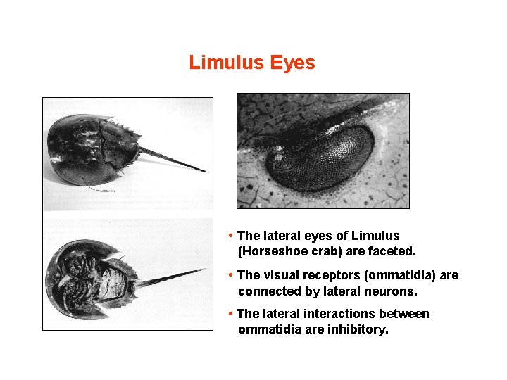 Limulus Eyes • The lateral eyes of Limulus (Horseshoe crab) are faceted. • The
