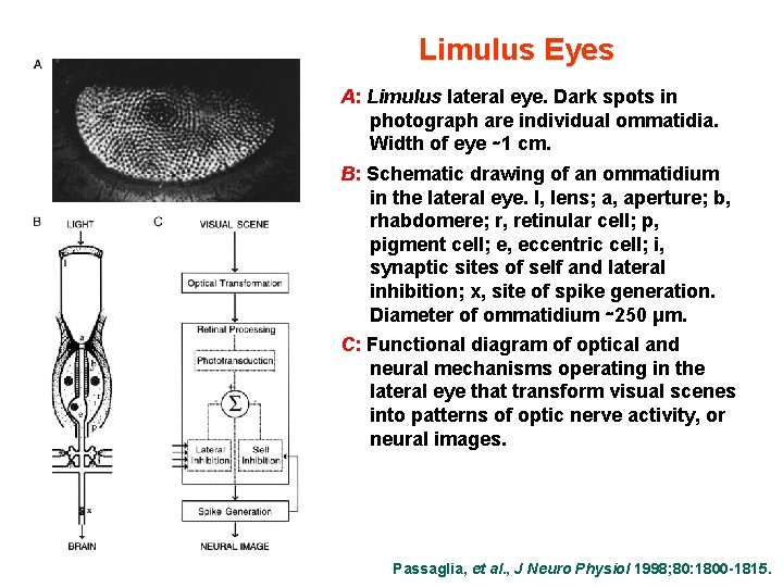 Limulus Eyes A: Limulus lateral eye. Dark spots in photograph are individual ommatidia. Width