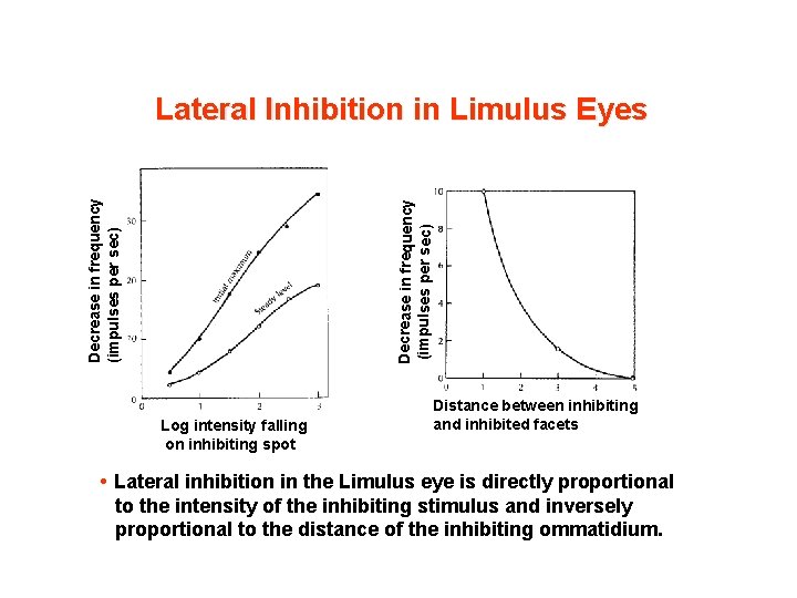 Decrease in frequency (impulses per sec) Lateral Inhibition in Limulus Eyes Log intensity falling