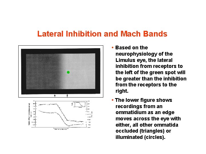 Lateral Inhibition and Mach Bands • • Based on the neurophysiology of the Limulus
