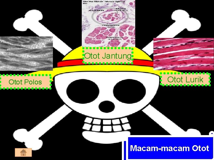 Otot Jantung Otot Polos Otot Lurik Macam-macam Otot 