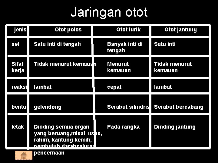 Jaringan otot jenis Otot polos Otot lurik Otot jantung sel Satu inti di tengah