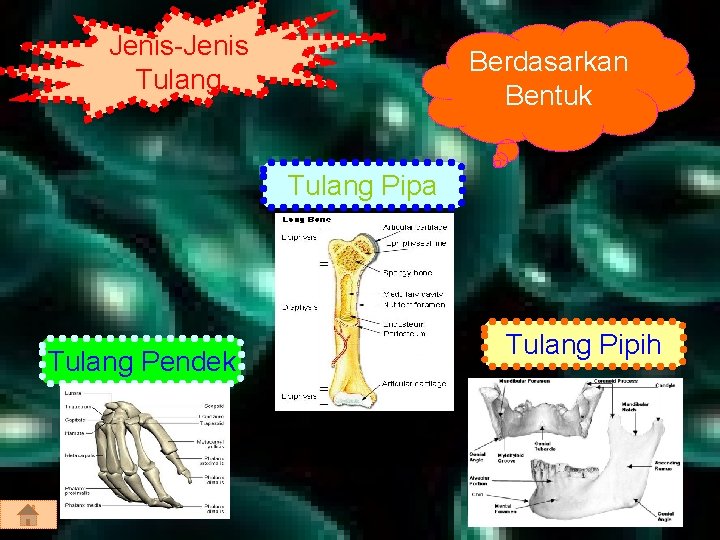 Jenis-Jenis Tulang Berdasarkan Bentuk Tulang Pipa Tulang Pendek Tulang Pipih 