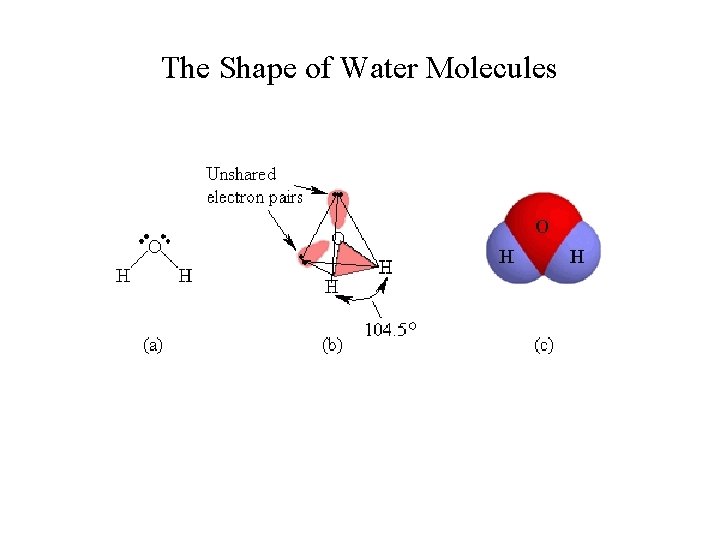 The Shape of Water Molecules 