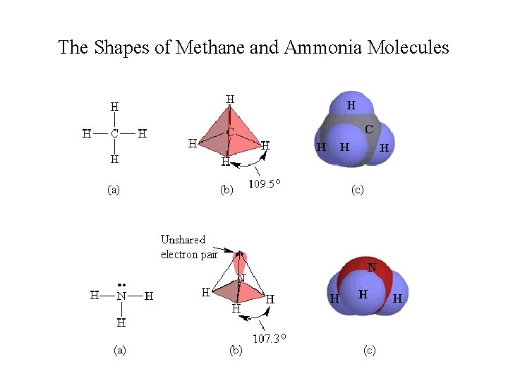 The Shapes of Methane and Ammonia Molecules 