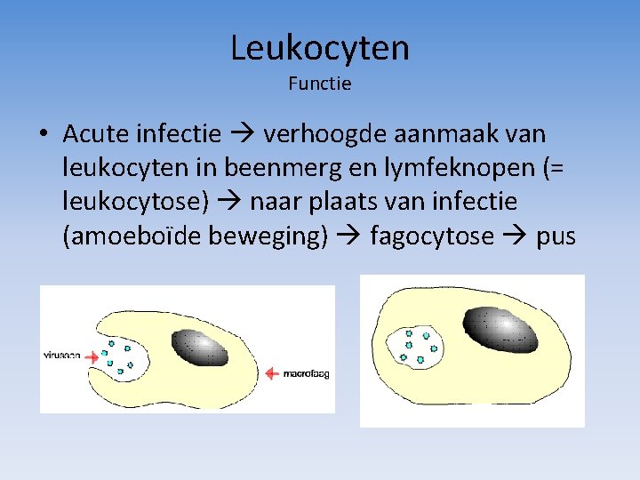 Leukocyten Functie • Acute infectie verhoogde aanmaak van leukocyten in beenmerg en lymfeknopen (=