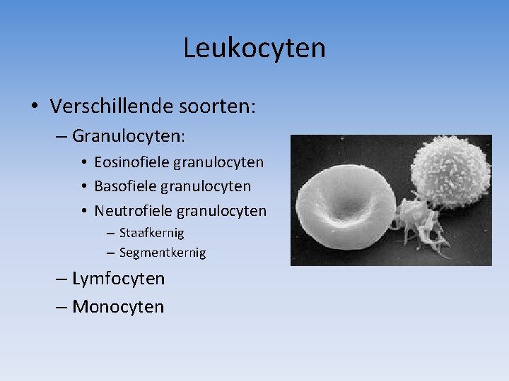 Leukocyten • Verschillende soorten: – Granulocyten: • Eosinofiele granulocyten • Basofiele granulocyten • Neutrofiele