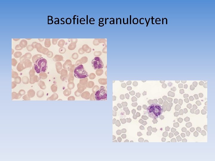 Basofiele granulocyten 