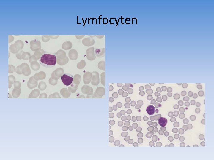 Lymfocyten 
