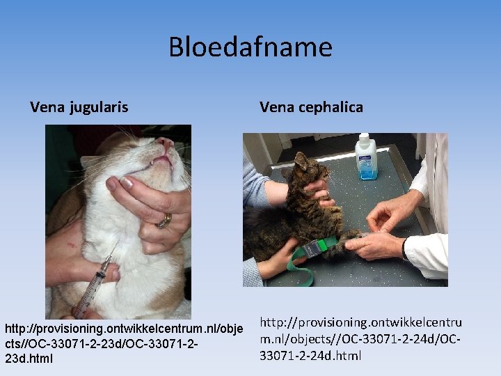 Bloedafname Vena jugularis http: //provisioning. ontwikkelcentrum. nl/obje cts//OC-33071 -2 -23 d/OC-33071 -223 d. html