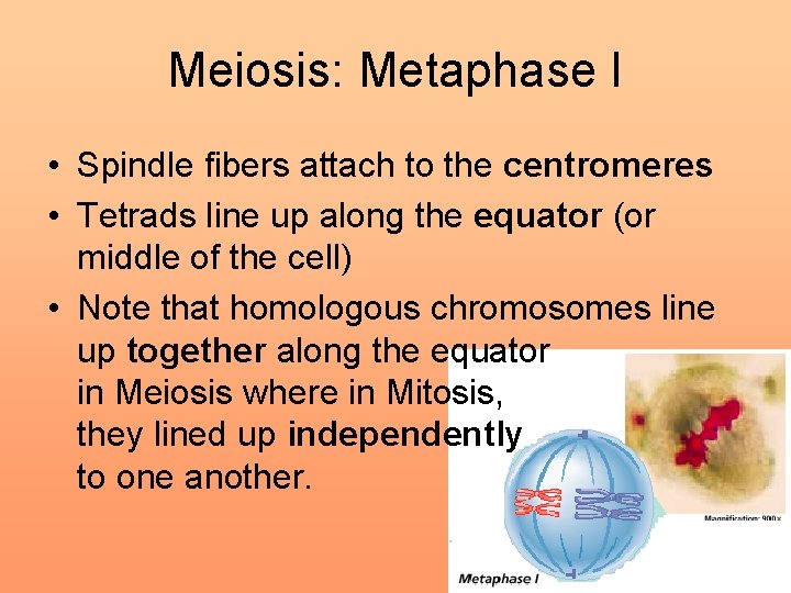 Meiosis Chapter 11 HB Chromosome Number Organisms have