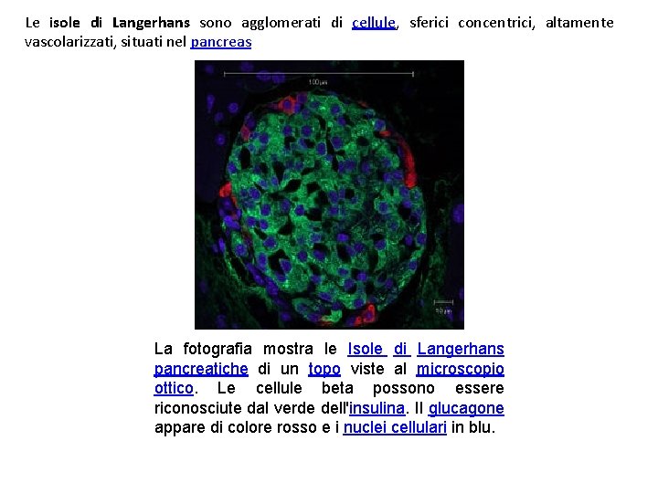 Le isole di Langerhans sono agglomerati di cellule, sferici concentrici, altamente vascolarizzati, situati nel
