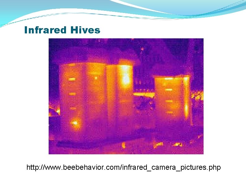 Infrared Hives http: //www. beebehavior. com/infrared_camera_pictures. php 