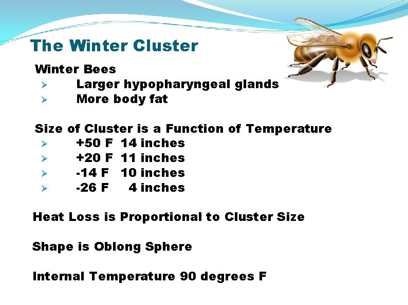 The Winter Cluster Winter Bees Ø Larger hypopharyngeal glands Ø More body fat Size