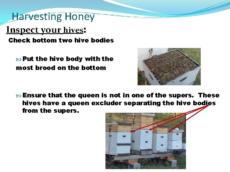 Harvesting Honey Inspect your hives: Check bottom two hive bodies Put the hive body