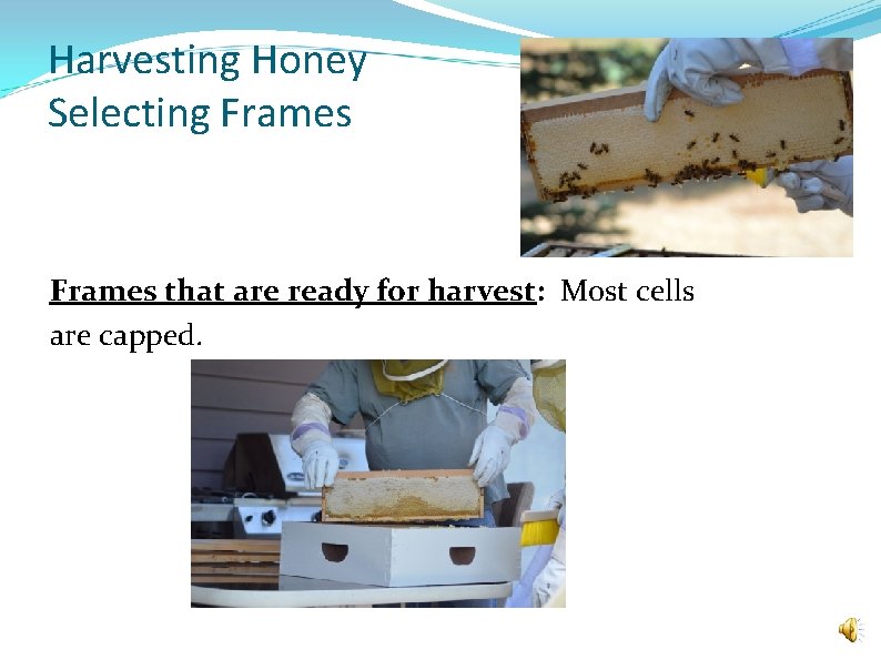 Harvesting Honey Selecting Frames that are ready for harvest: Most cells are capped. 