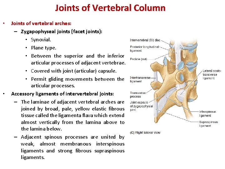 Joints of Vertebral Column • • Joints of vertebral arches: – Zygapophyseal joints (facet