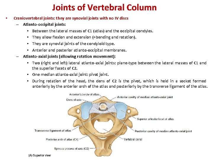 Joints of Vertebral Column • Craniovertebral joints: they are synovial joints with no IV